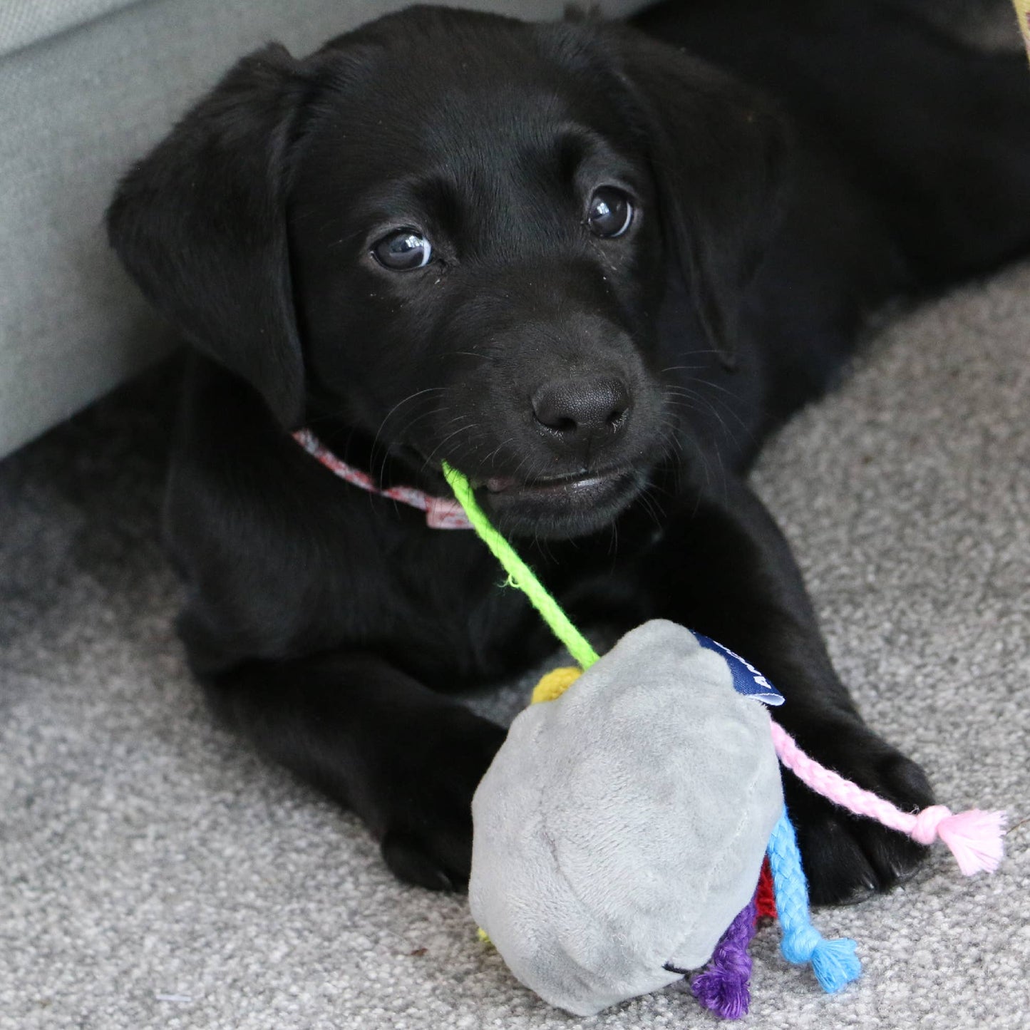 Small Bite Octopus for Small Dogs and Puppies