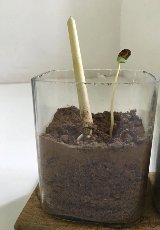 Plantable Pen Set - Grow Basil and Mint When Planted