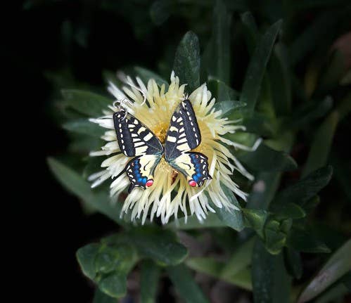 Green Tree Jewelry - Swallowtail Butterfly Earrings
