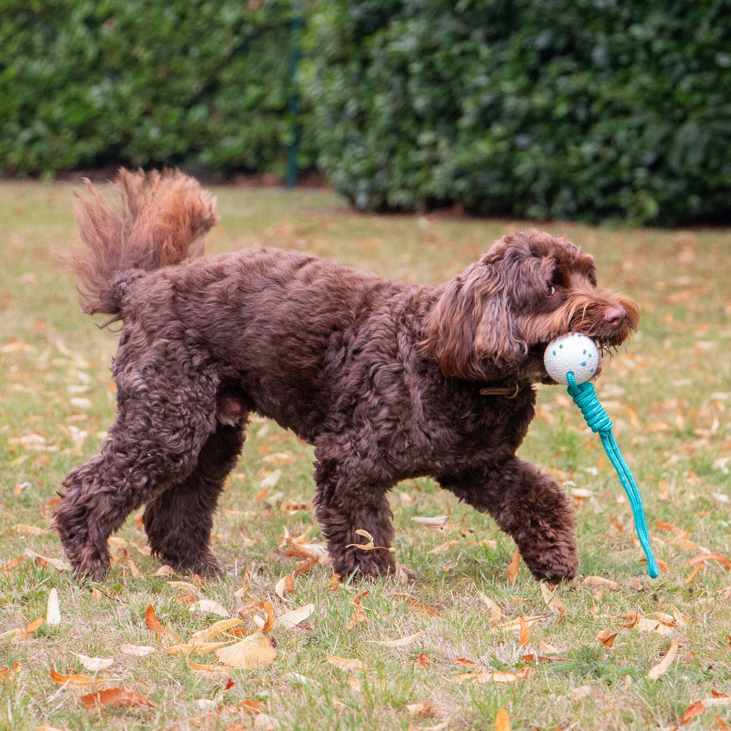 Play Time For Dogs Floating Chaser Rope and Ball