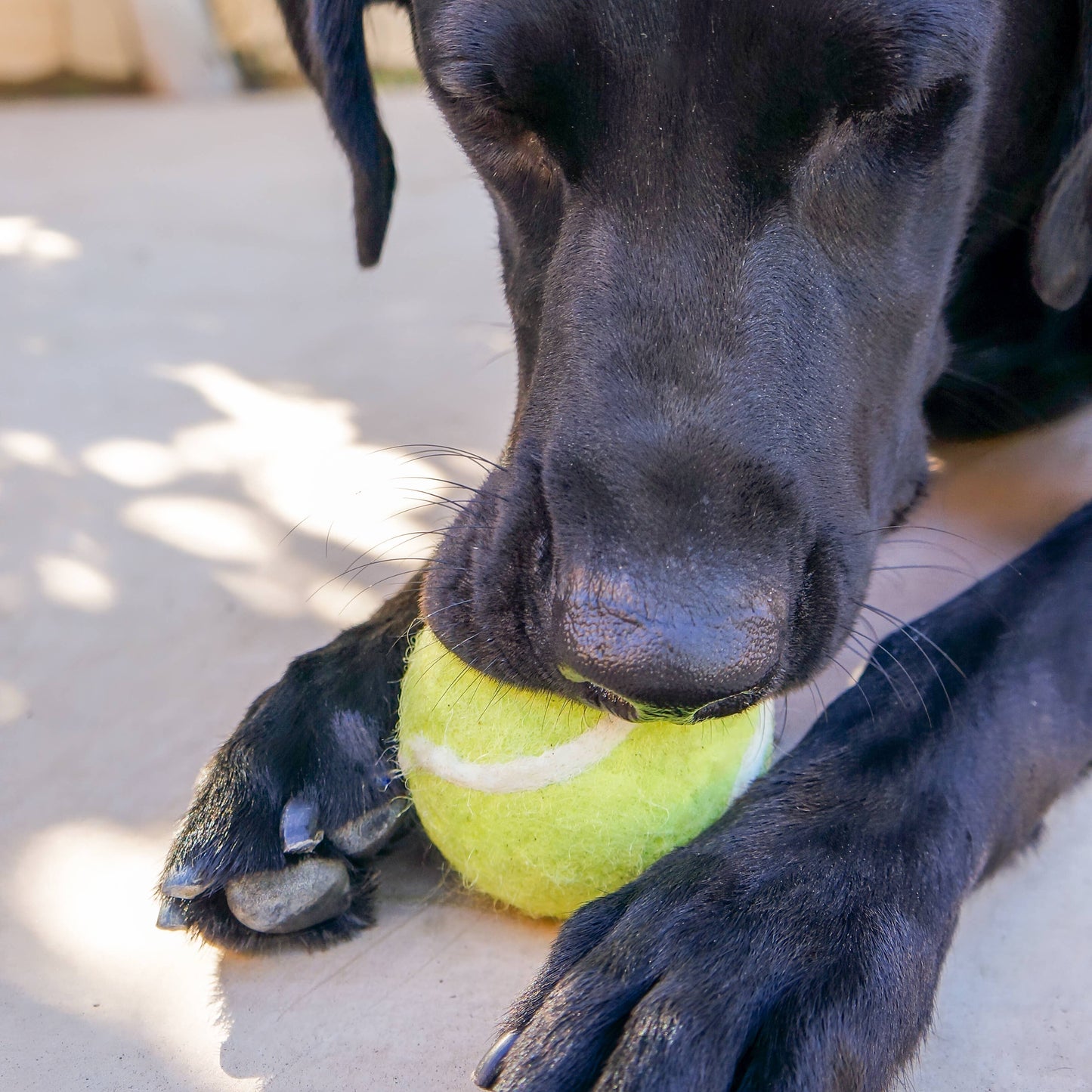 Tennis Eco Wool Dryer Balls - GRAND SLAM