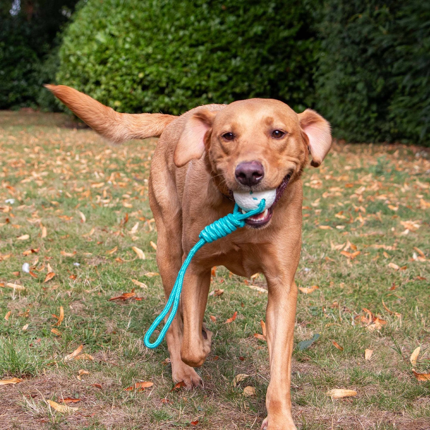 Play Time For Dogs Floating Chaser Rope and Ball