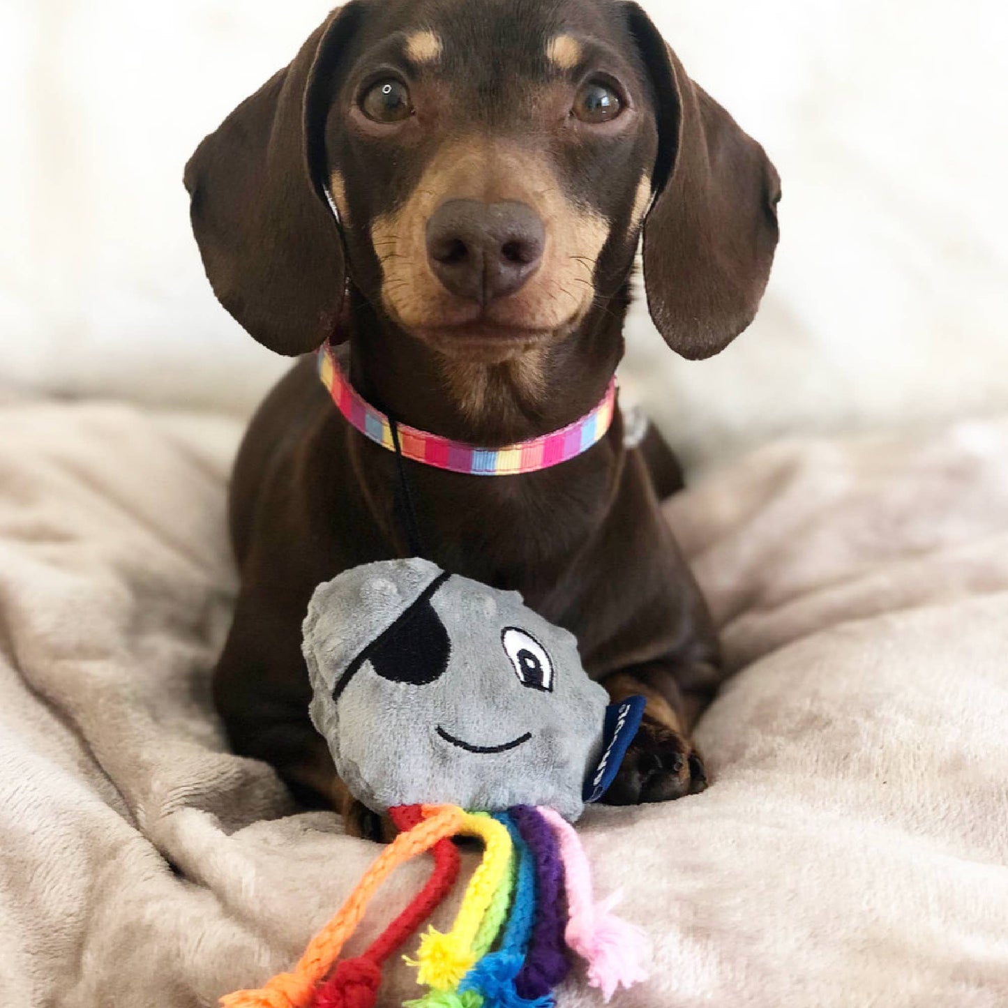 Small Bite Octopus for Small Dogs and Puppies