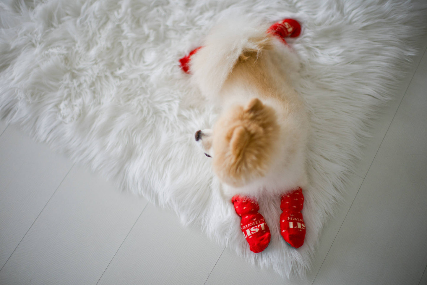 Pearhead - Nice & Naughty List Human & Dog Christmas Sock Set