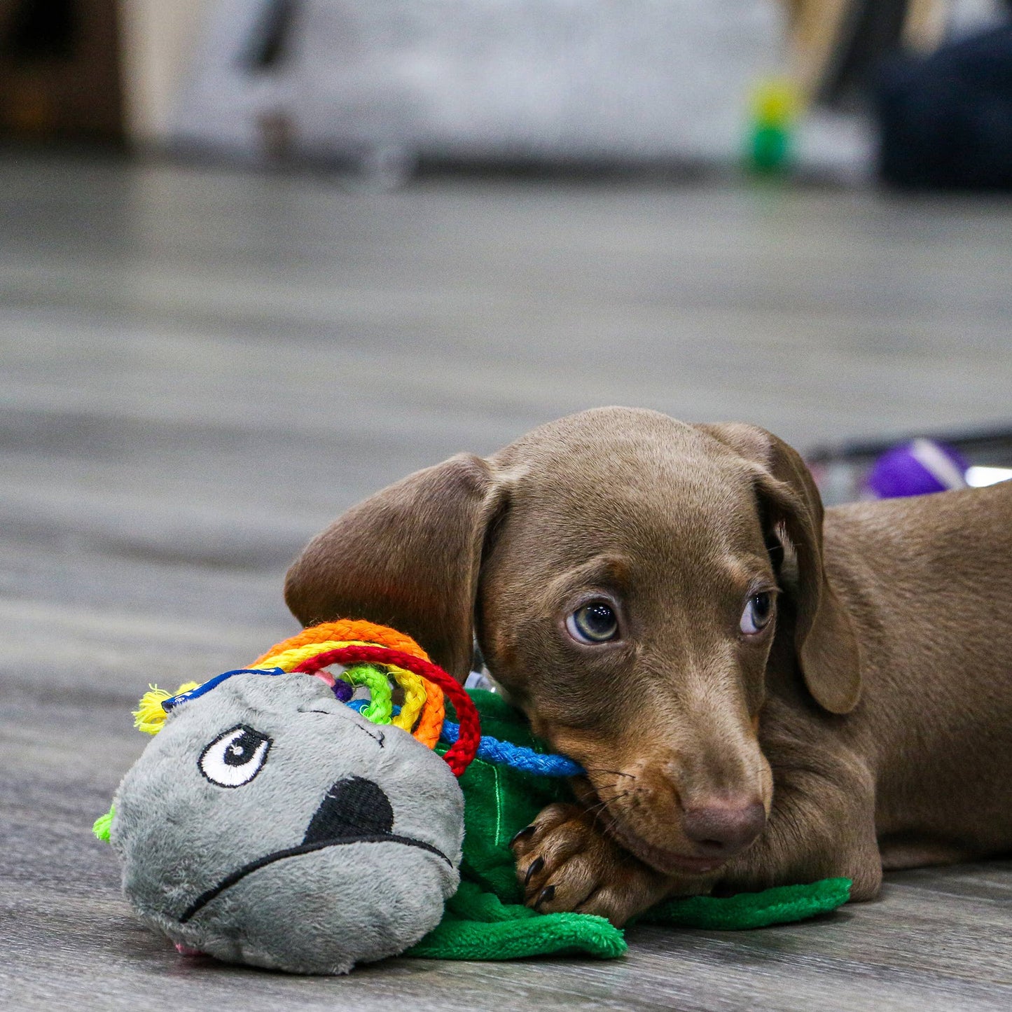 Small Bite Octopus for Small Dogs and Puppies