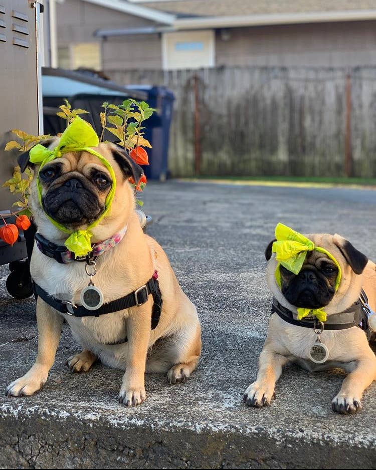 Green Waves Co. - Earth-Friendly Poop Bags Bundle
