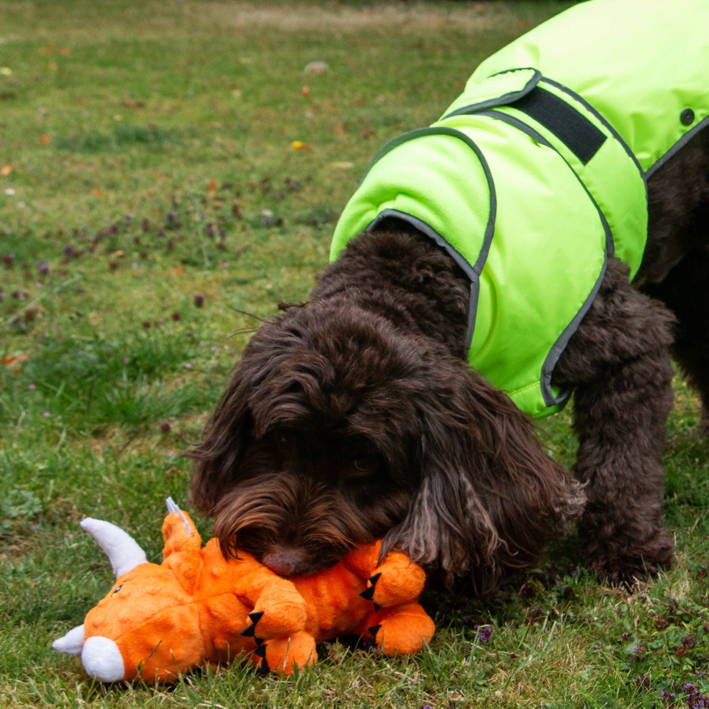 Play Time For Dogs - Cuddle Roarsome Dino