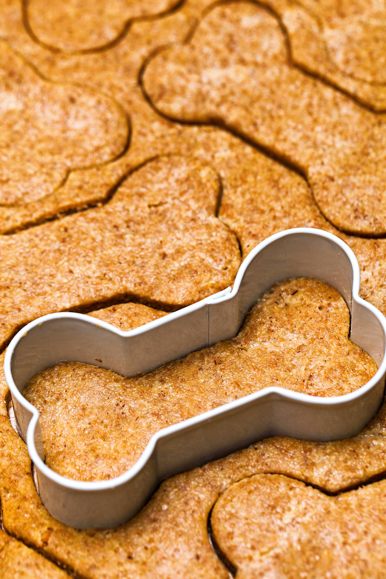 Fox Run Brands - Fox Run Dog Bone Cookie Cutter Set, 3-Piece, 2” to 3.5”