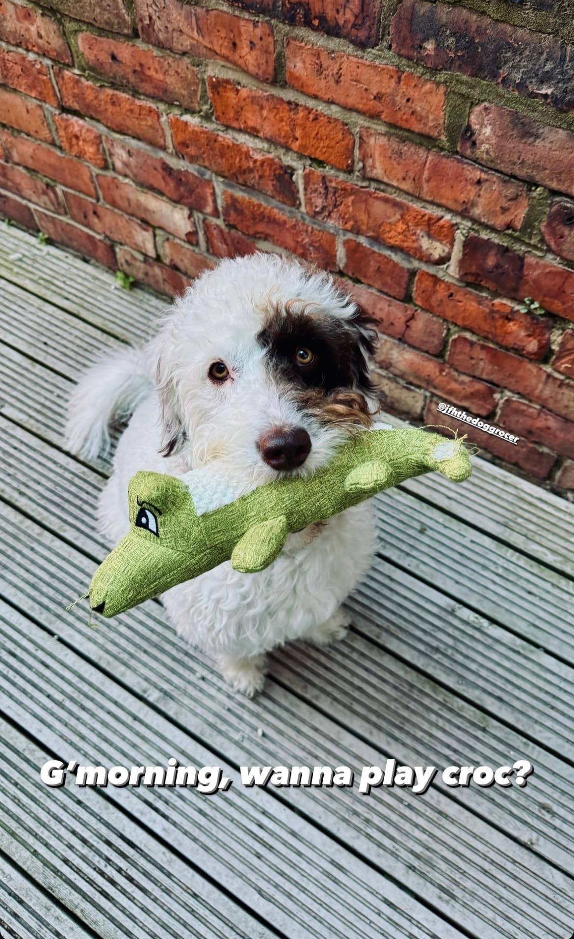 Green Waves Co. - Alligator Plush Toy