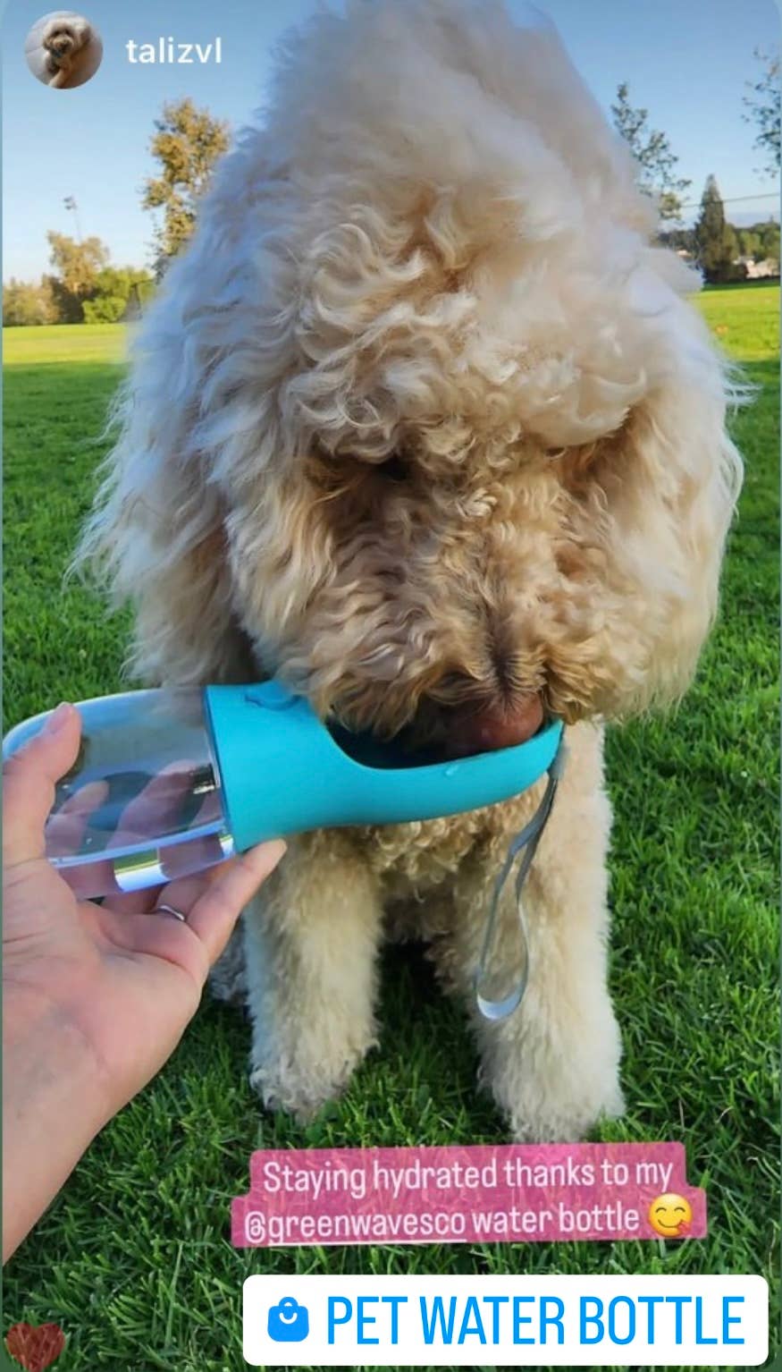 Green Waves Co. - Pet Water Bottle