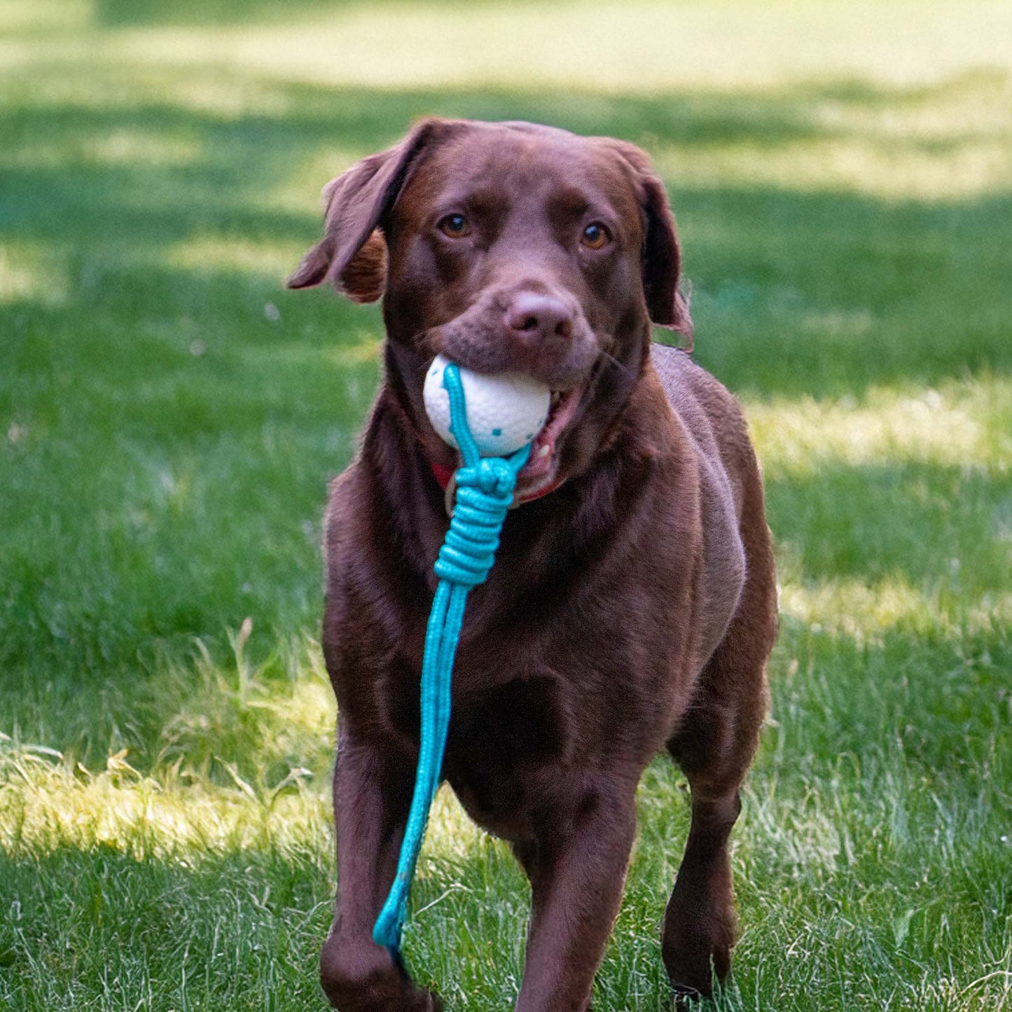 Play Time For Dogs Floating Chaser Rope and Ball