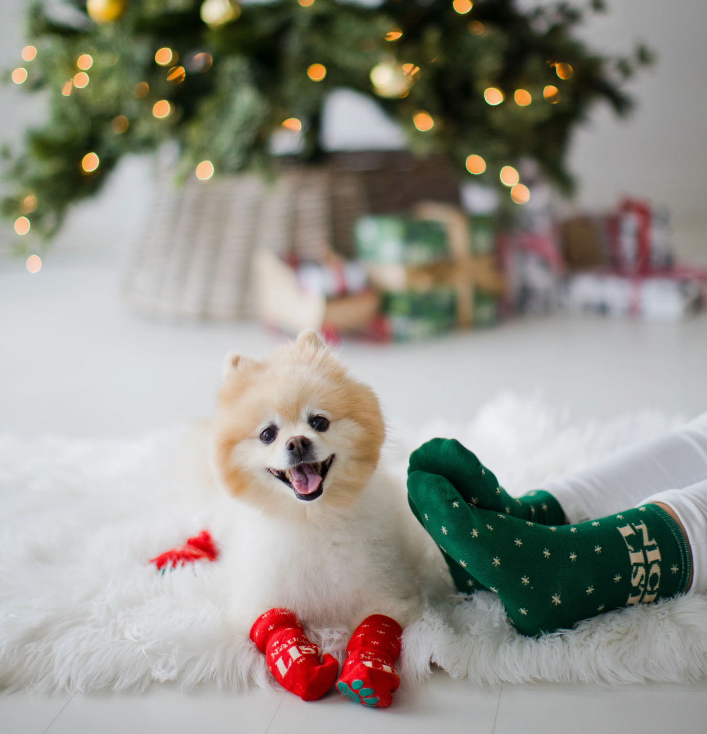 Human & Dog Sock Set: Naughty & Nice List
