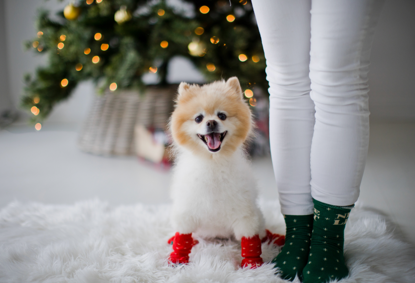 Human & Dog Sock Set: Naughty & Nice List