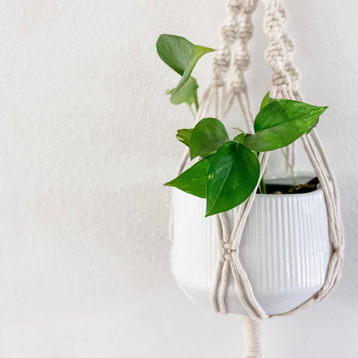 Macrame Plant Hanger/ Holder