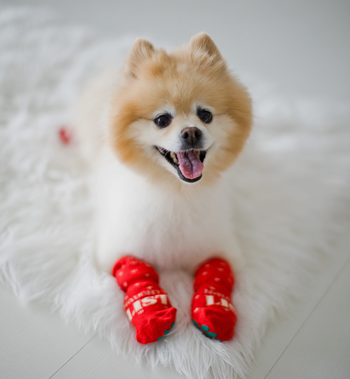 Human & Dog Sock Set: Naughty & Nice List