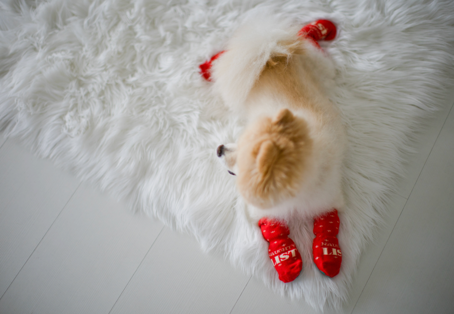 Human & Dog Sock Set: Naughty & Nice List
